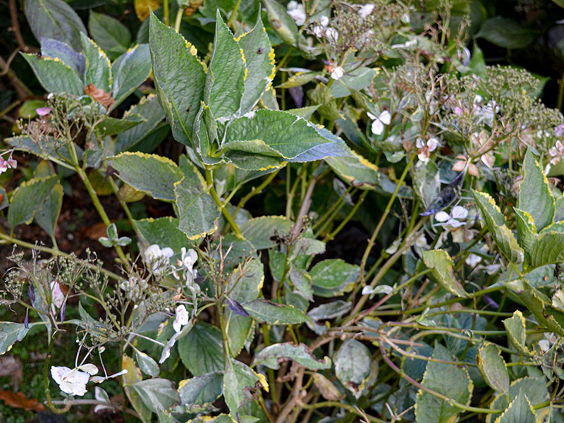 Hydrangea-macrophylla-Quadricolour-frm.jpg