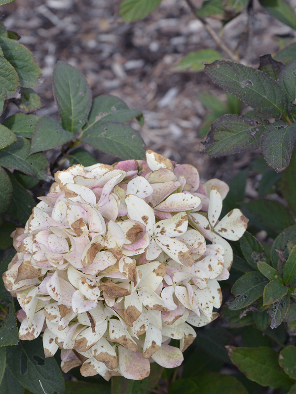 Hydrangea-paniculata-Bokraplume-fan-flower.jpg