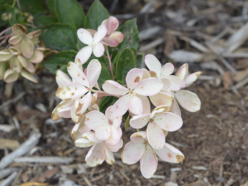 Hydrangea-paniculata-Bombshell-fan-flower.JPG