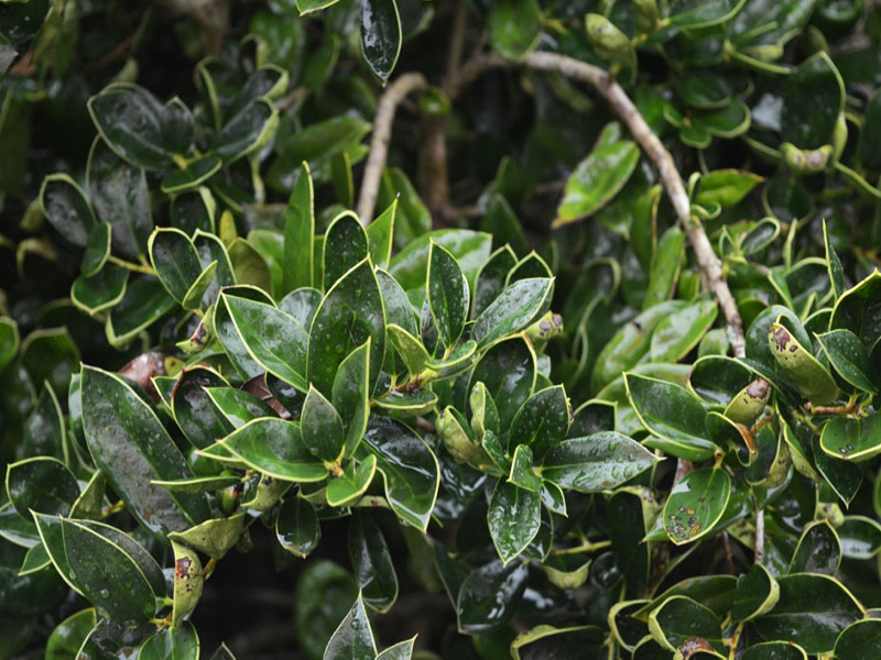 Ilex cornuta ‘Carissa’, leaf. Harry P. Leu Gardens, Orlando, Florida, United States of America.