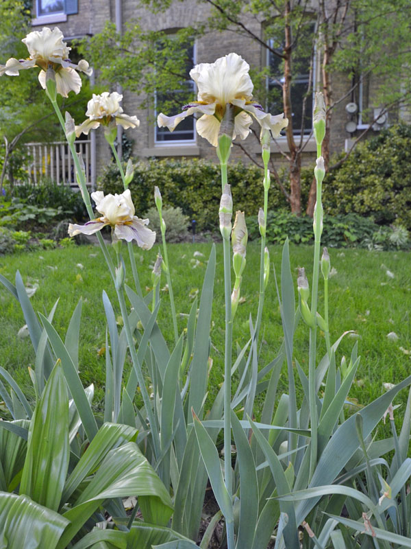 Iris-Thornbird-form.jpg
