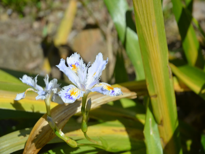 Iris japonica, flower, Trebah Garden Trust, Mawnan Smith, Falmouth, Cornwall, United Kingdom.