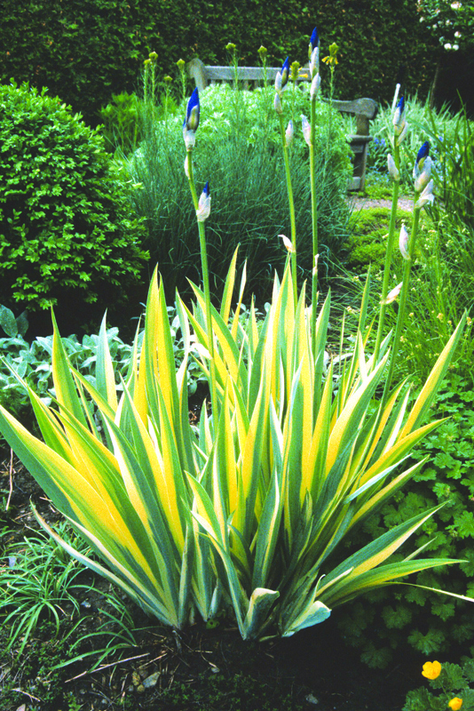 Iris-pallida-Aureo-Variegata-cuddy-form.jpg