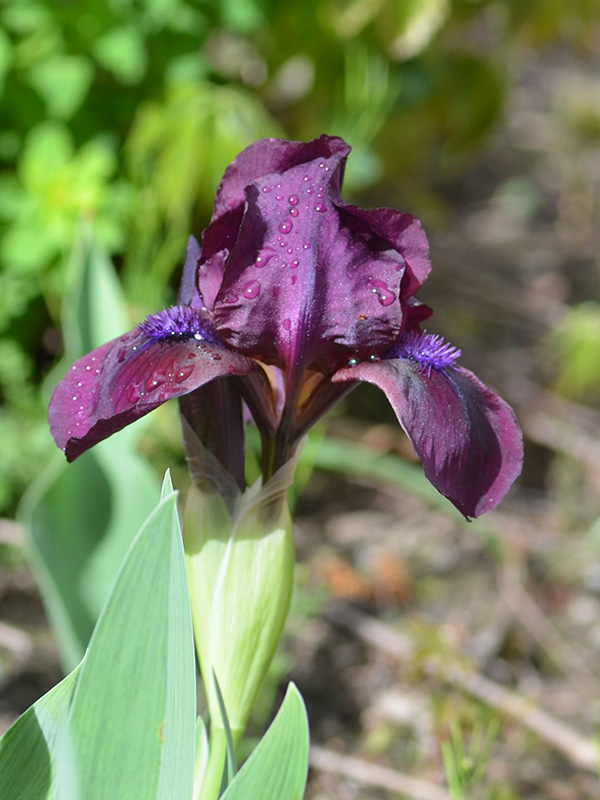 Iris-pumila-Pastel-Charm-cuddy-frm-1.jpg