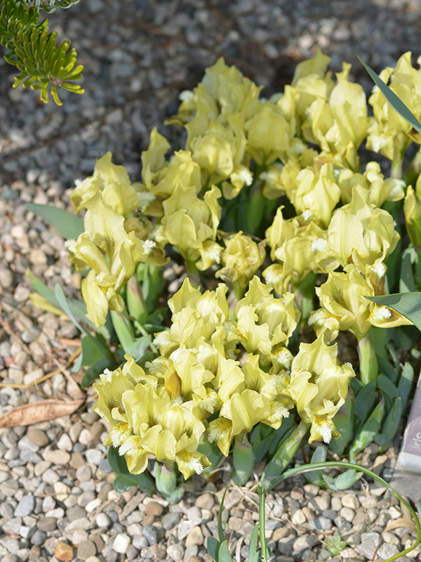 Iris-pumila-ssp-pumila-cuddy-frm-1.jpg