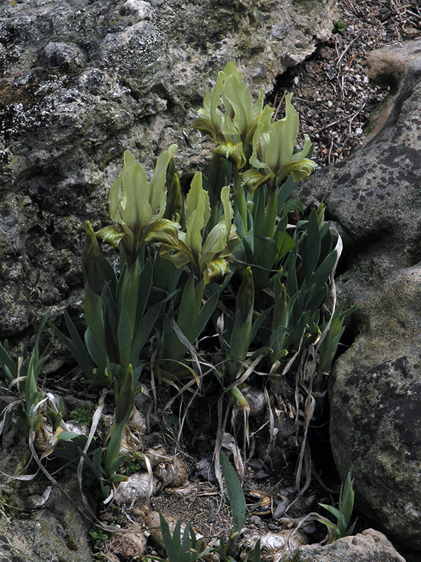 Iris-pumila-var-aequiloba-wrightman-frm-1.jpg