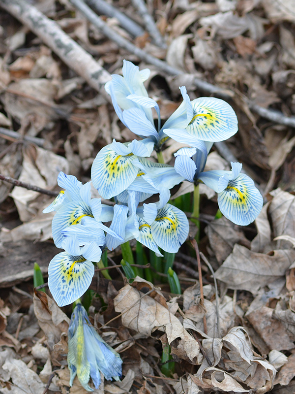 Iris-reticulata-Cantab-cuddy-frm-1.jpg