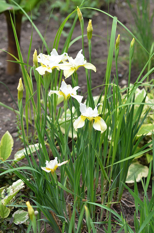 Iris-siberica-Butter-and-Sugar-Cuddy-form.jpg