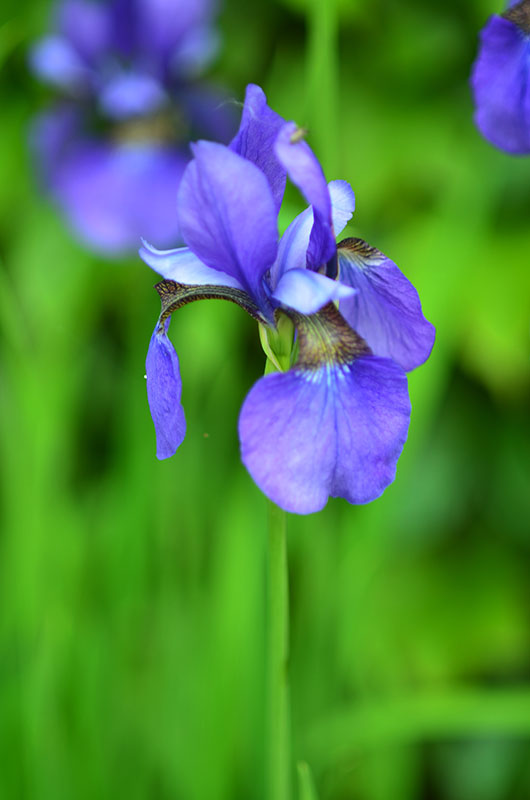 Iris-siberica-Emperor-Cuddy-flower-3.jpg