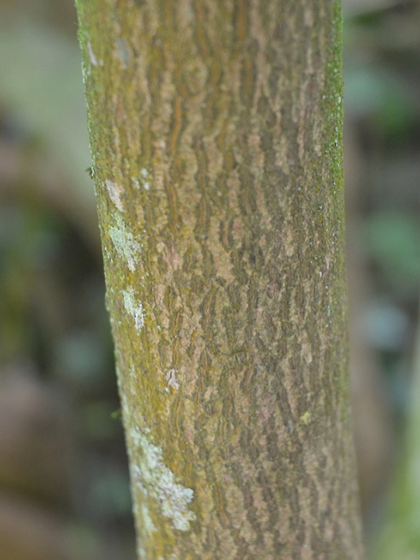 Itea ilicifolia, bark. Cotehele House National Trust, St Dominick, Cornwall, United Kingdom. 