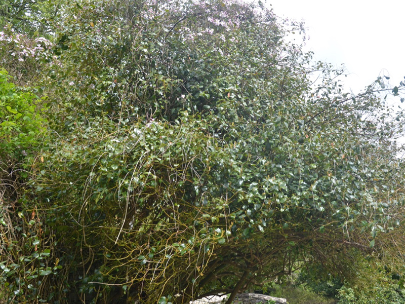 Itea ilicifolia, form. Cotehele House National Trust, St Dominick, Cornwall, United Kingdom. 
