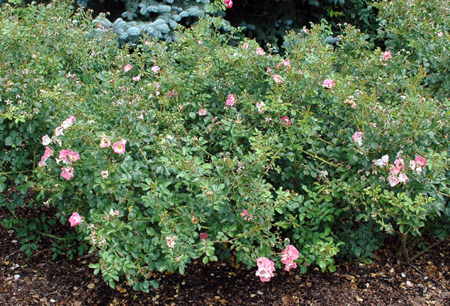 A mature planting along the edge of the rose garden at the Niagara Parks Botanical Gardens and School of Horticulture, Niagara Falls.