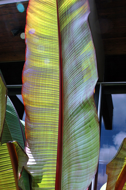 Note the red mid-rib  on the large leaves.
