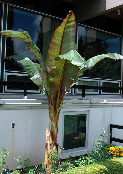 A summer plant (lifted and taken inside for the winter) at the Niagara Parks Botanical Gardens and School of Horticulture, Niagara Falls, Ontario, Canada.