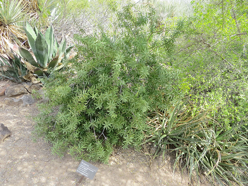 Jaquinia-macrocarpa-ssp.-pungens-dbg-form.jpg