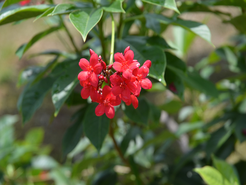 Jatropha integerrima, flower, Royal Park Rajapruek, Mae Hia, Thailand.