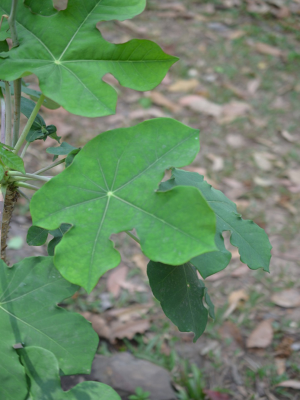Jatropha podagrica, leaf, Queen Sirikit Botanic Garden, Mae Rim District, Chiang Mai Province, Thailand.