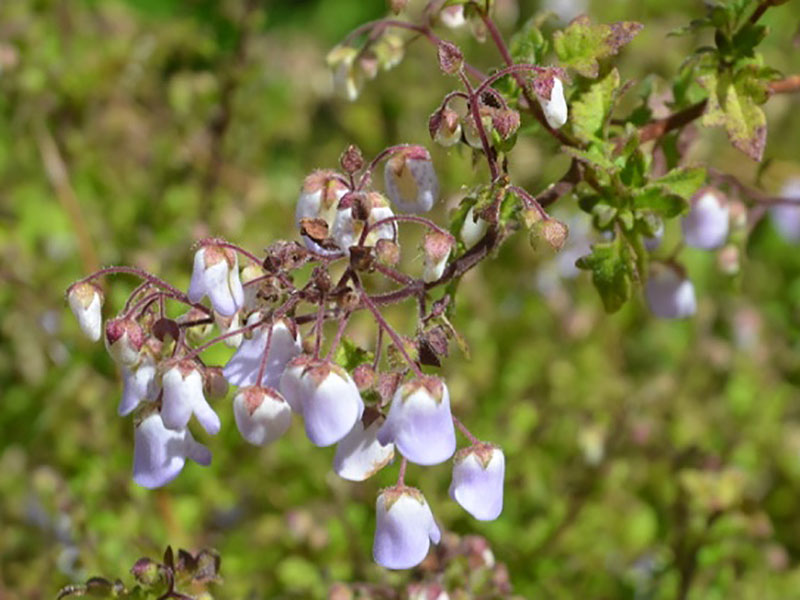 Jovellana violacea, flower. Tresco Abbey Garden, Tresco, Isles of Scilly, United Kingdom. 