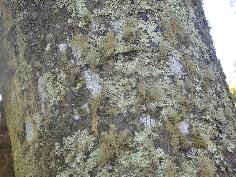 Jubaea chilensis, bark. Tresco Abbey Garden, Tresco, Isles of Scilly, United Kingdom. 