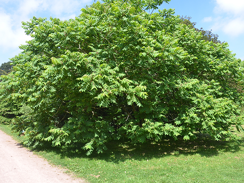 A mature tree at the Niagara Parks Botanical Gardens, Niagara Falls, Ontario, Canada.