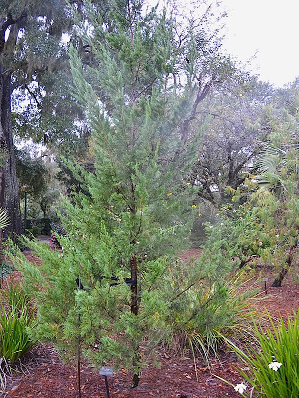 Juniperus bermudiana, form. Harry P. Leu Gardens, Orlando, Florida, United States of America.