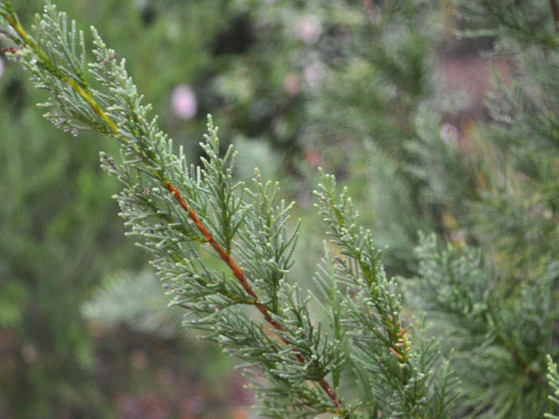 Juniperus bermudiana, leaf. Harry P. Leu Gardens, Orlando, Florida, United States of America.