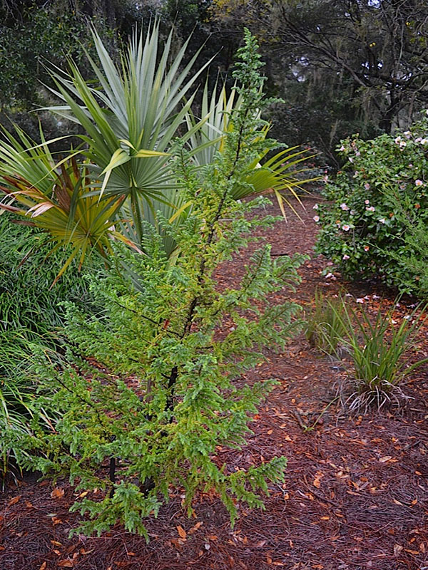 Juniperus brevifolia, from. Harry P. Leu Gardens, Orlando, Florida, United States of America.
