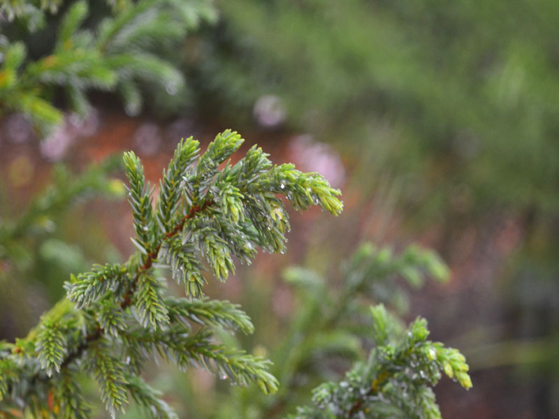Juniperus brevifolia, leaf. Harry P. Leu Gardens, Orlando, Florida, United States of America.