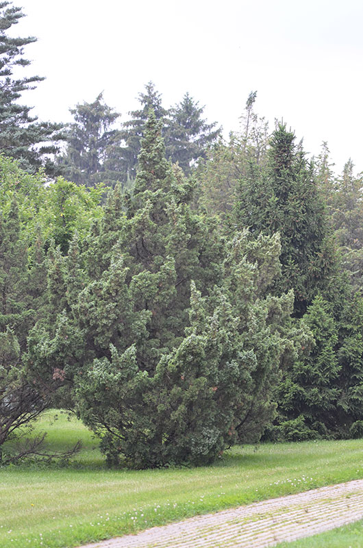 Juniperus-chinensis-Ames-NBG-form.jpg