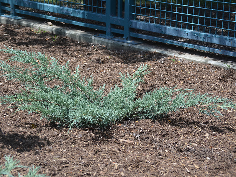 Juniperus-chinensis-Angelica-Blue-frm-1.jpg
