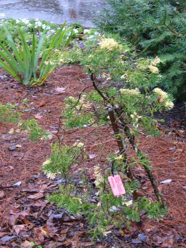 Juniperus chinensis 'Kaizuka Variegated', form. Harry P. Leu Gardens, Orlando, Florida, United States of America.