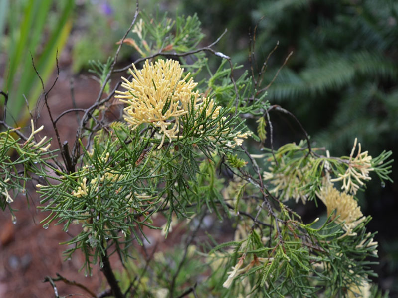 Juniperus chinensis 'Kaizuka Variegated', leaf. Harry P. Leu Gardens, Orlando, Florida, United States of America.