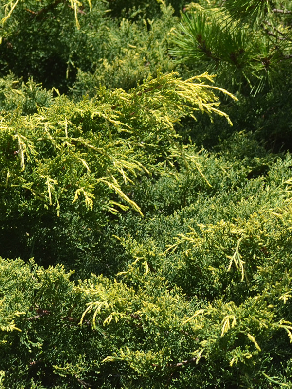 Juniperus-chinensis-Pauls-Gold-frm-1.jpg