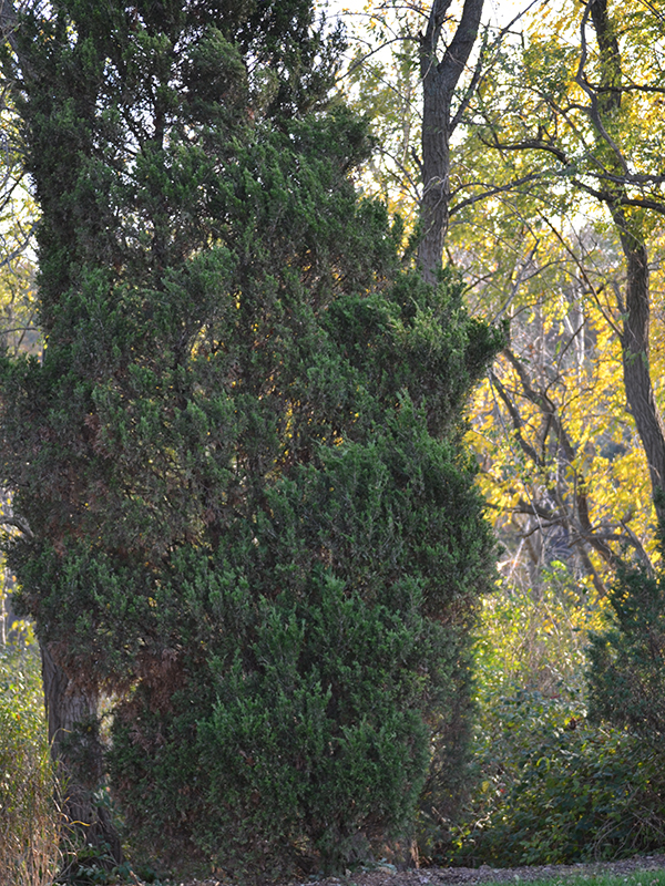 Juniperus-chinensis-Spartan-RBG-frm-1.JPG