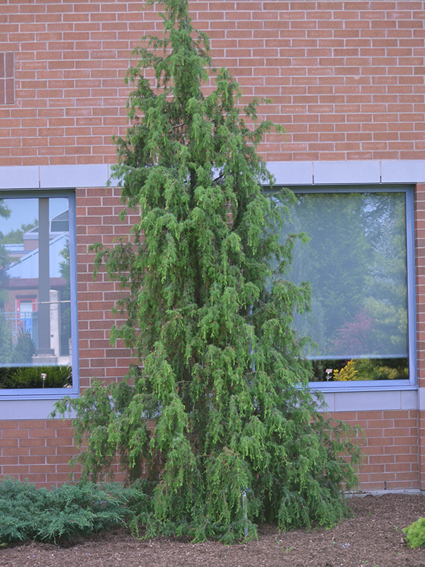 Juniperus-communis-Oblonga-Pendula-frm-2.jpg