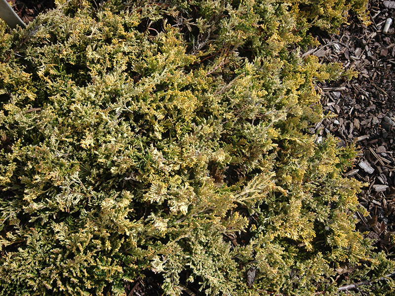 Juniperus-horizontalis-Monber-frm-1.jpg