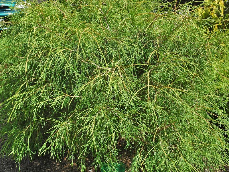 Juniperus-occidentalis-Filiformis.jpg