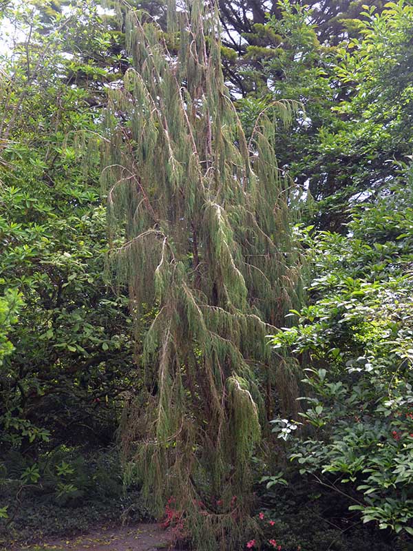 Juniperus-recurva-castlewellan-FRM.JPG