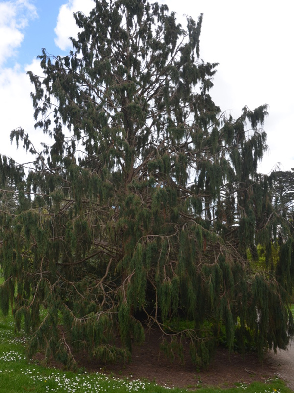 Juniperus recurva var. coxii, form. National Trust Trelissick Garden, Feock, near Truro, Cornwall, United Kingdom. 
