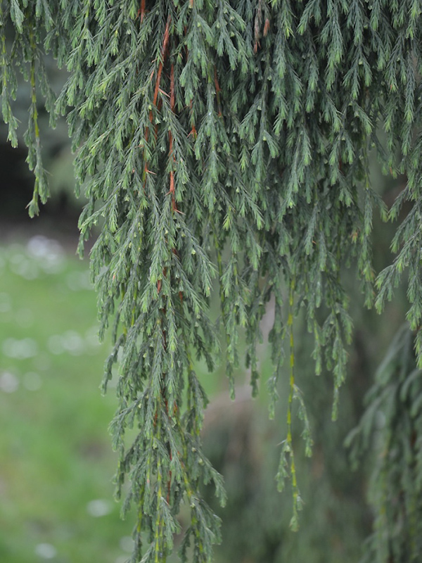 Juniperus recurva var. coxii, leaf. National Trust Trelissick Garden, Feock, near Truro, Cornwall, United Kingdom. 