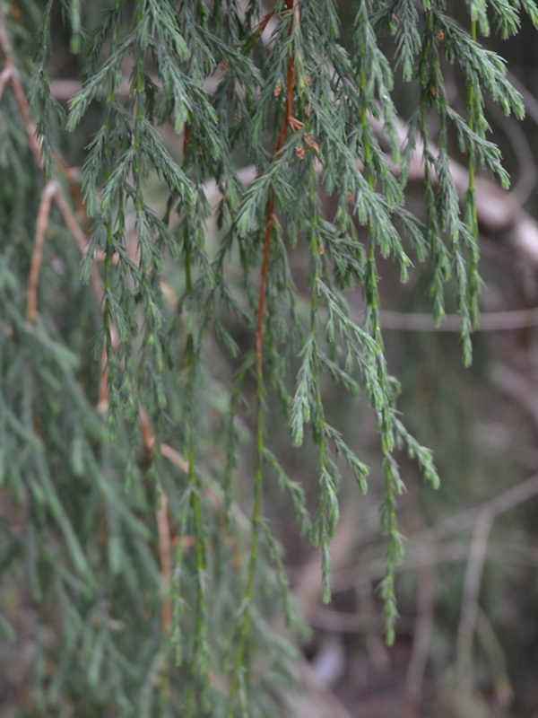 Juniperus recurva var. coxii, leaf. Caerhays Castle, Goran, Cornwall, United Kingdom.