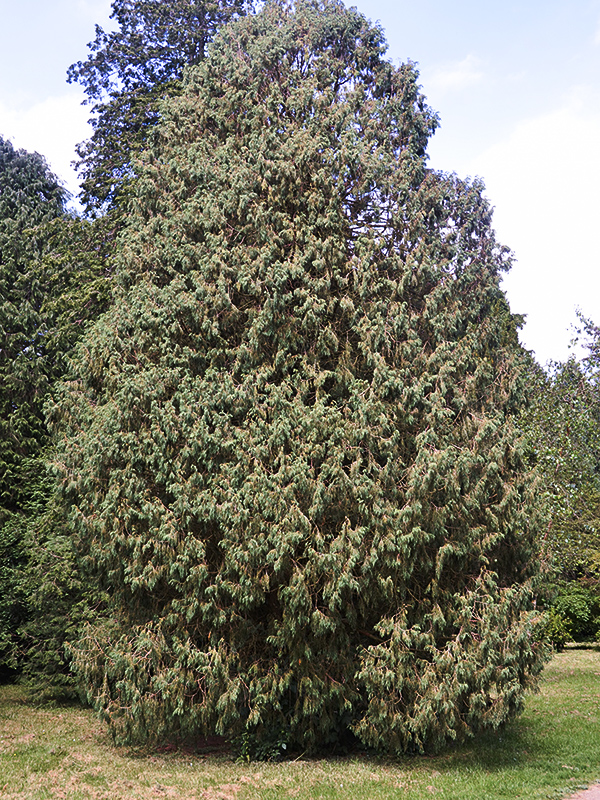 Juniperus-recurva-wbrt-frm.JPG