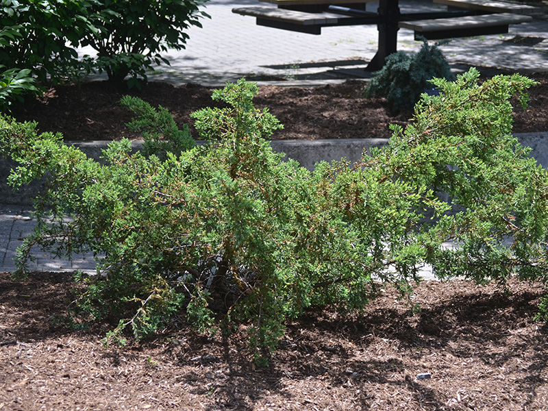 Juniperus-squamata-Holgerfrm-frm-1.jpg