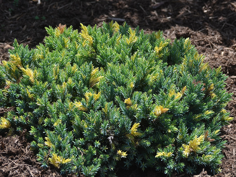 Juniperus-squamata-Star-Dust-frm-1.jpg