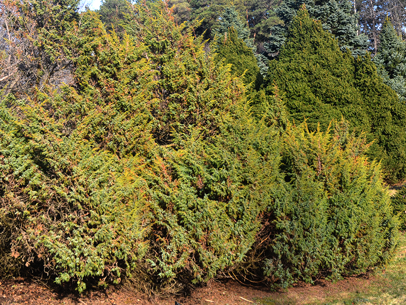 Juniperus-squamata-Wilsonii-uofg.jpg