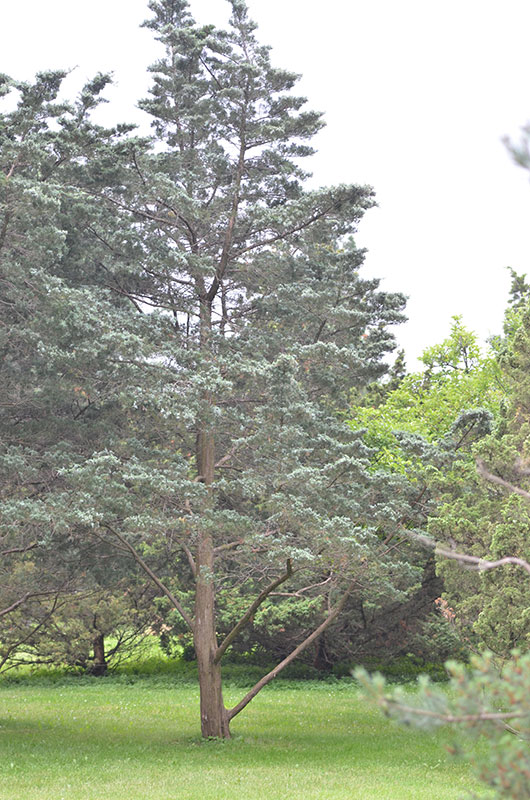 Juniperus-virginiana-Glauca-NBG-form.jpg