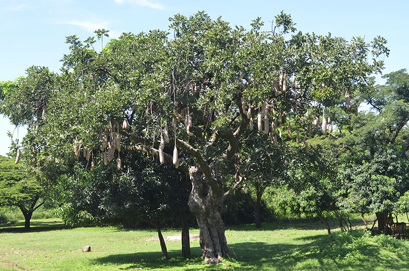 A tree in fruit in Kissumu, Kenya in April.