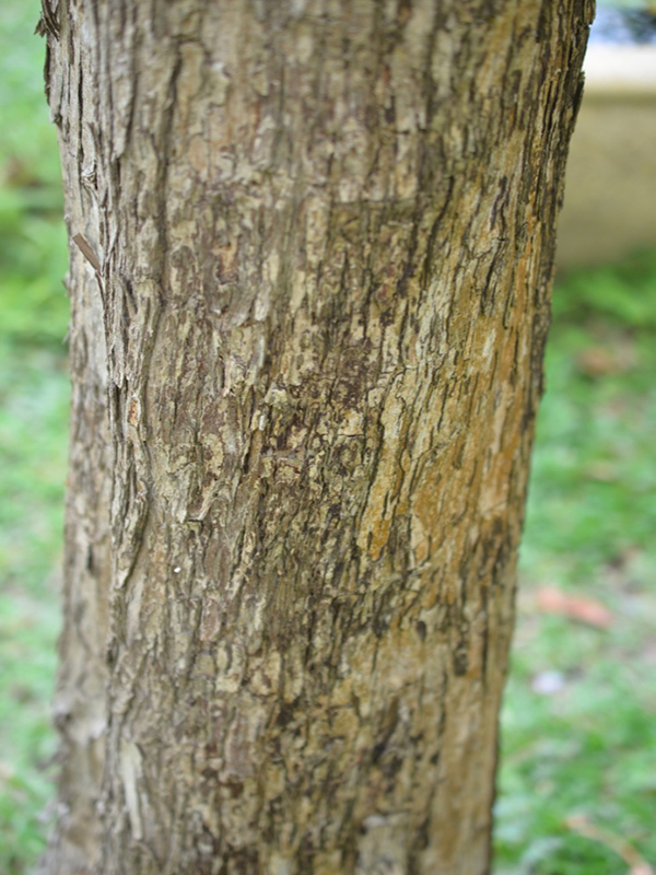 Lagerstroemia tomentosa, bark, Queen Sirikit Botanic Garden, Mae Rim District, Chiang Mai Province, Thailand.