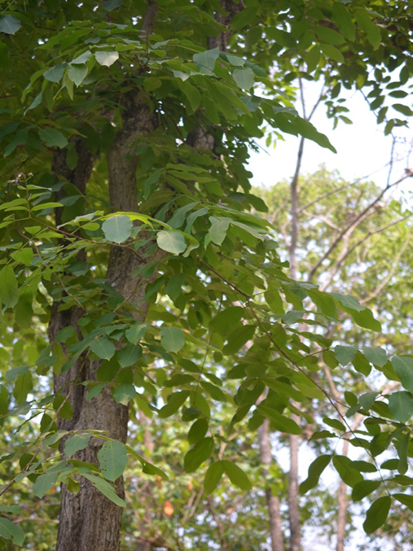 Lagerstroemia tomentosa, form, Queen Sirikit Botanic Garden, Mae Rim District, Chiang Mai Province, Thailand.