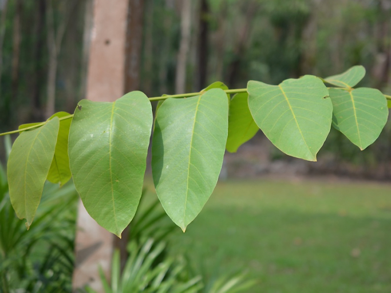 Lagerstroemia loudonii, leaf. Queen Sirikit Botanic Garden, Mae Rim District, Chiang Mai Province, Thailand.